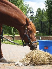 Long Term Care pet therapy horse